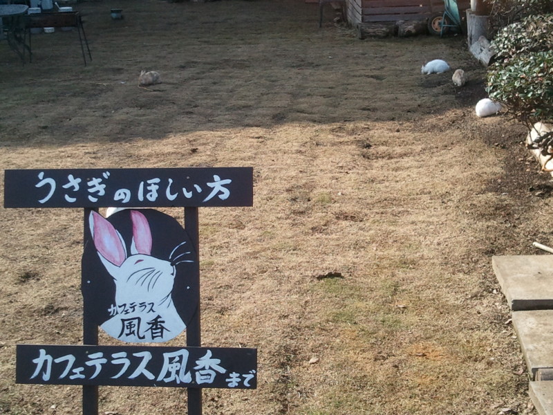 ウサギの楽園カフェ 武蔵村山 立川の和ごころでもてなすヘアサロンcocoroのブログ